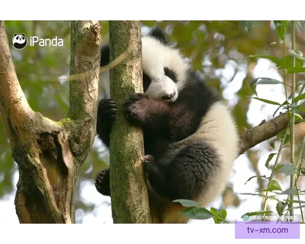 熊猫体育在线登录：畅享体育赛事直播与精彩互动体验的全新平台